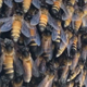 Illustration for article titled Honey Bees' Oddly Hypnotizing 'Shimmering' Is Actually a Clever Defense